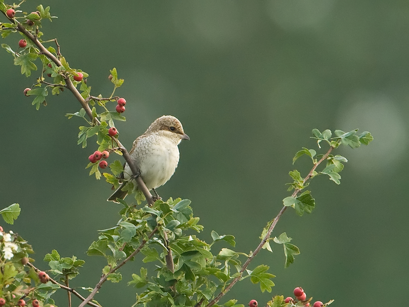 Lanius collurio Red-backed Shrike Grauwe Klauwier